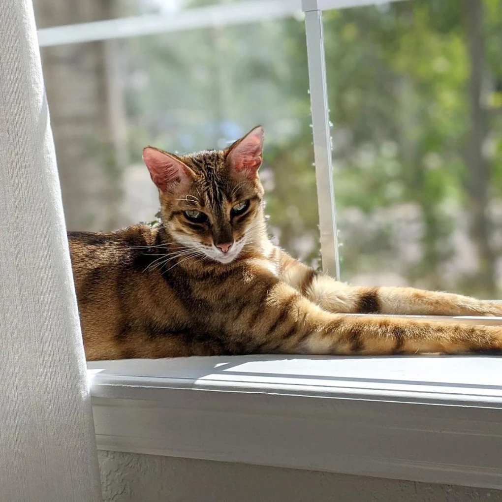 Denver Pro Pet Sitting